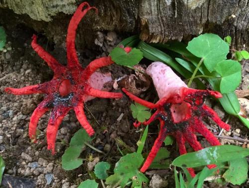 Anemone stinkhorn (Aseroe rubra)