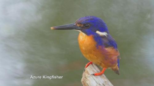 Azure kingfisher