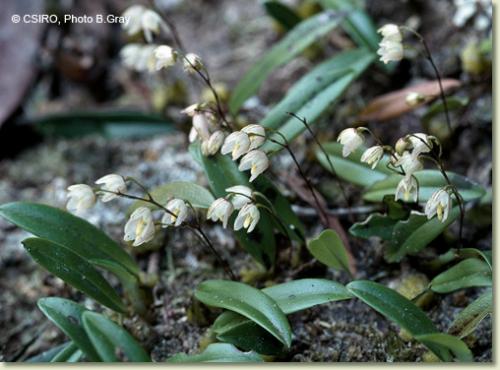 Cupped Strand Orchid (Bulbophyllum newportii)