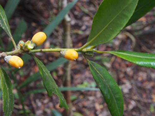 Pimply Ash fruit (Balanops australiana)