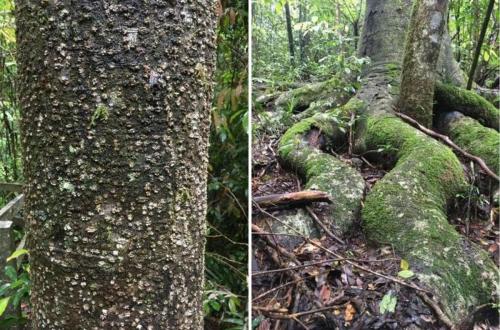 Balanops australiana diptych