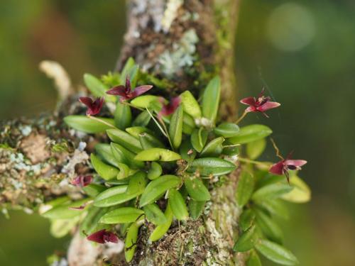 Small Eyelash Orchid (Blepharochilum_macphersonii)