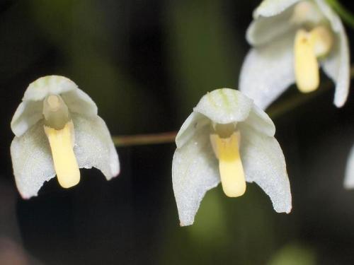 Cupped Strand Orchid (Bulbophyllum newportii)