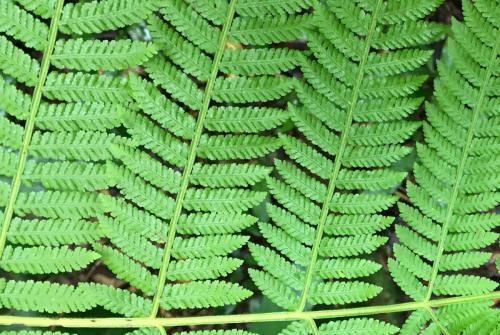 Lacy Tree Fern (Cathea robertsiana) detail of frond with tripinate leaves