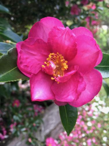 Camellia variety