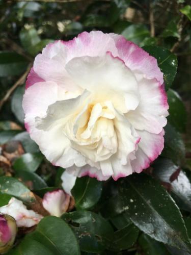 Camellia variety