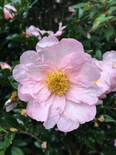 Camellia Variety