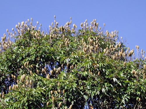 Northern Silky Oak (Cardwellia sublimis)