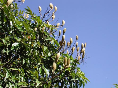 Northern Silky Oak  (Cardwellia sublimis)