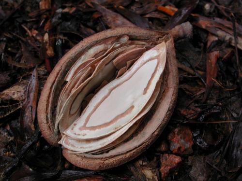 Northern Silky Oak seed pod (Cardwellia sublimis)