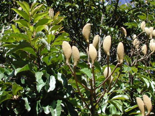 Northern Silky Oak seed pods (Cardwellia sublimis) 