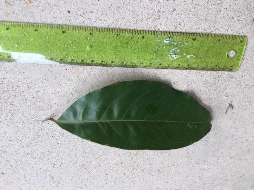 Northern Silky Oak (Cardwellia sublimis) leaf