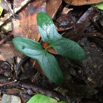 Northern Silky Oak (Cardwellia sublimis) seedling