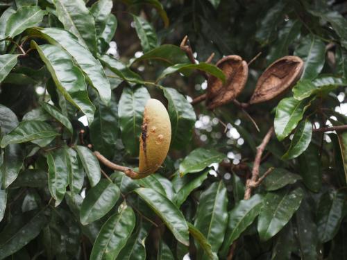 Northern Silky Oak (Cardwellia sublimis) seed pod