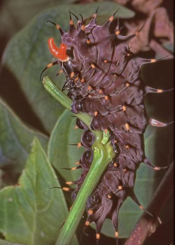 Carins Birdwing larva (Ornithoptera euphorion)