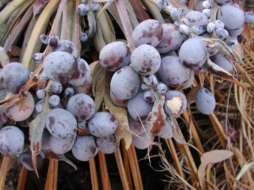 Cycas blue seeds 4