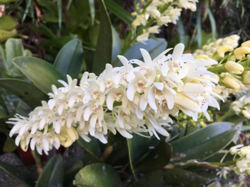 Rock Orchid (Dendrobium speciosum)