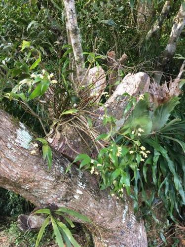 Ada's Dendrobium (Thelychiton adae)