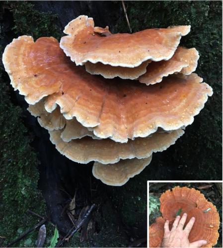 Shelf fungi (Laetiporus sp)