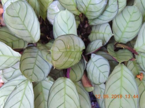 Fishbone prayer plant (Ctenanthe burle-marxii "Amagris")