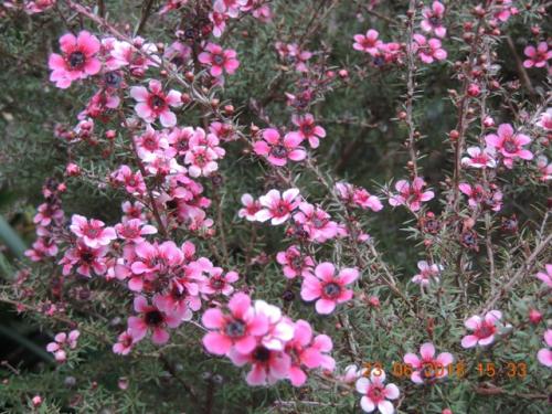 Tea-tree (Leptospermum sp)