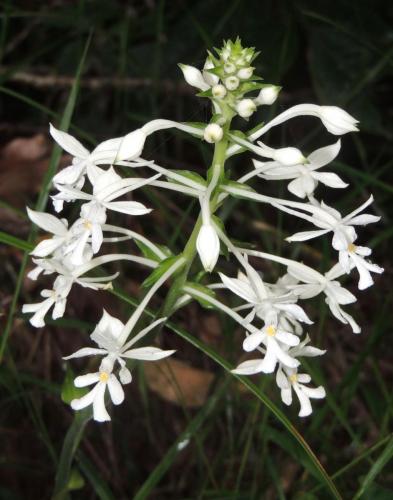 Christmas Orchid (Calanthe australasica)