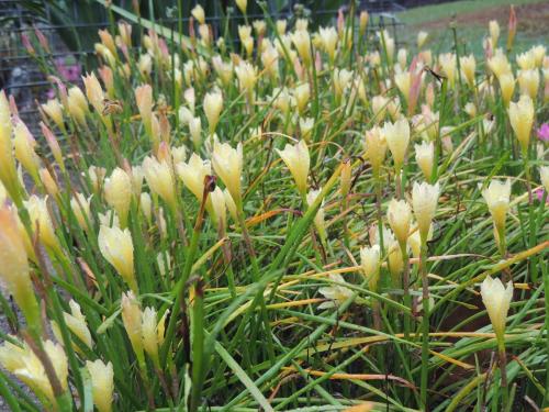 Rain Lily (Zephyranthes) variety