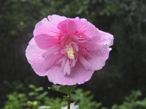 Hibiscus syriacus