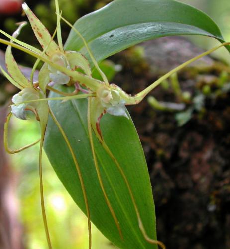 Spider Orchid (Dendrobium tetragonum)