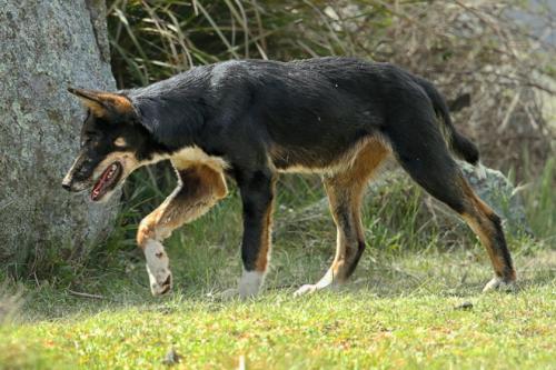 Dingo (Canis dingo)  dark form
