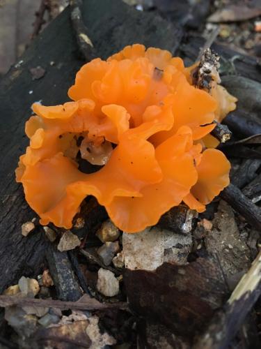 Fan-shaped Jelly-Fungus (Dacryopinax spathularia)