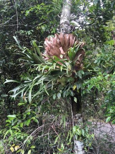 Elkhorn Fern (Platycerium bifurcatum)