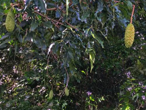 Flindersia pimenteliana fruit (2)
