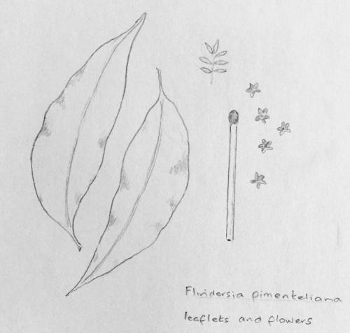 Flindersia pimenteliana sketch