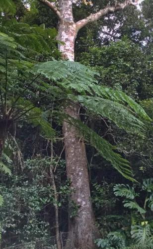 Flindersia pimenteliana trunk