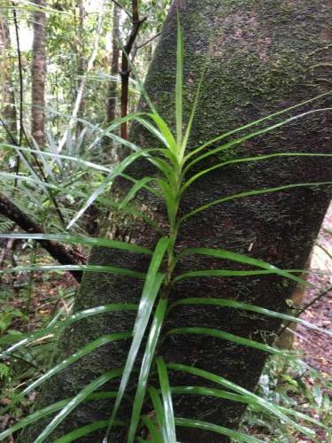 Climbing Pandan (Freycinetia excelsa) 