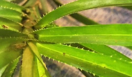 Climbing Pandan (Freycinetia excelsa)  spines