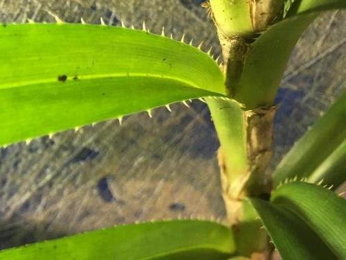 Climbing Pandan (Freycinetia excelsa)  spines