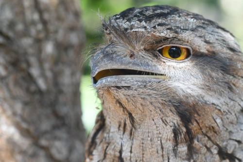 Frogmouth 1