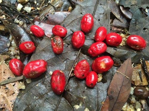 Dalrymple Beech (Gmelina dalrympleana) fruit 