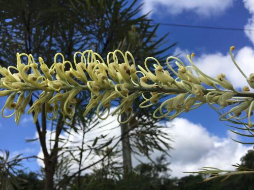 Grevillea Moonlight