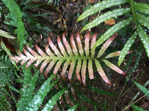 Gristle Fern (Blechnum cartilagineum)