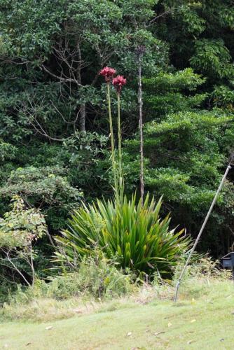 Gymea lily