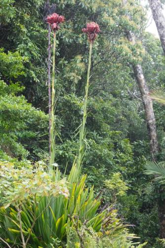 Gymea lily