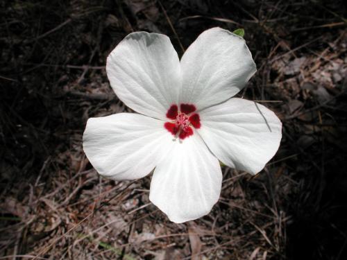 Hibiscus flower