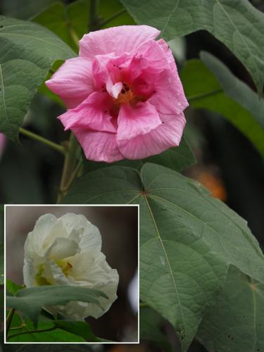 Hibiscus mutabilis