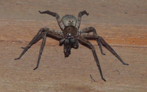 Jungle Huntsman spider (Heteropoda jugulans)