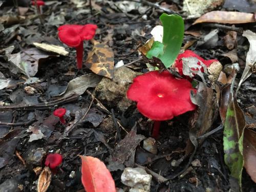 Hygrocybe sp cf bolensis