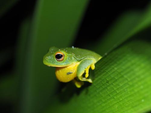 Orange-thighed Tree Frog (Litoria xanthomera)