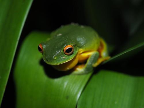 Orange-thighed Tree Frog (Litoria xanthomera)